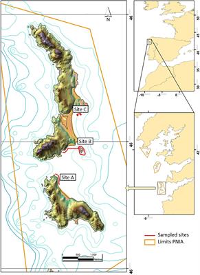 Structure and Trophic Niches in Mobile Epifauna Assemblages Associated With Seaweeds and Habitats of Syngnathid Fishes in Cíes Archipelago (Atlantic Islands Marine National Park, North West Iberia)